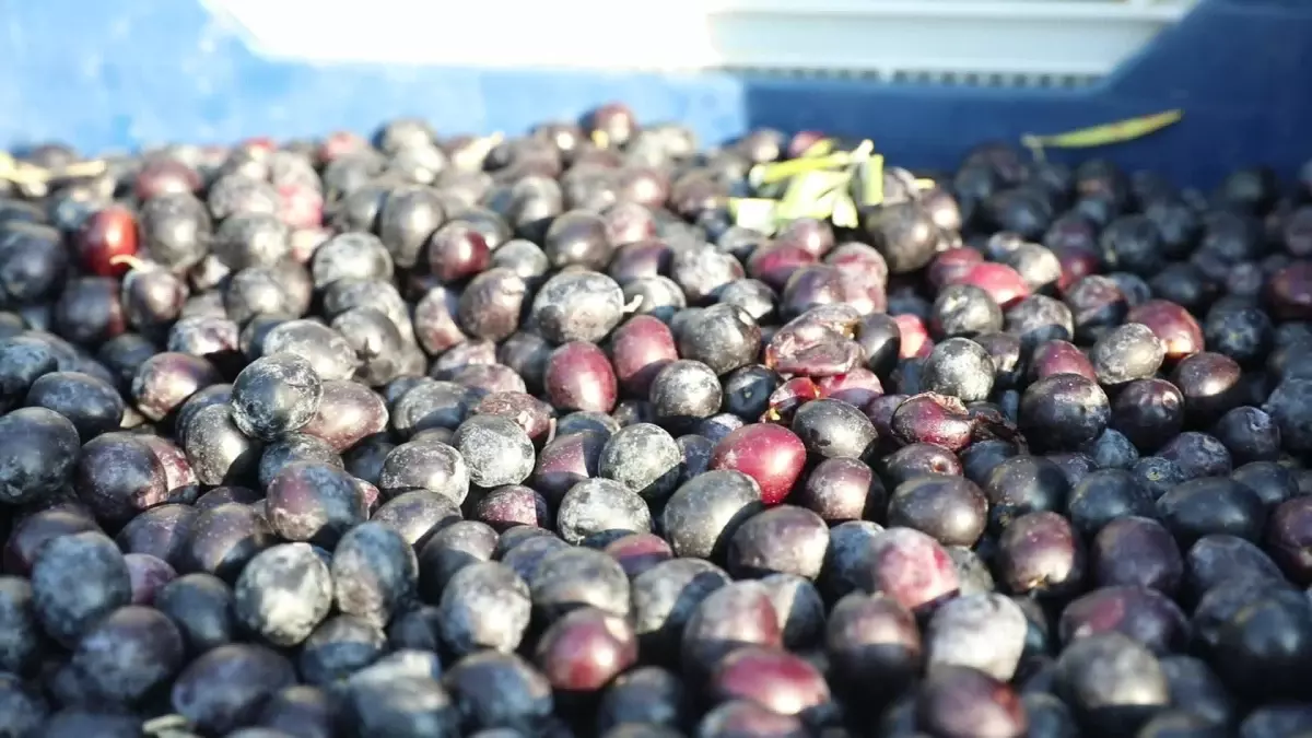 Mudanya Belediyesi Zeytin ve Zeytinyağında Yeni Bir Marka Oluşturuyor